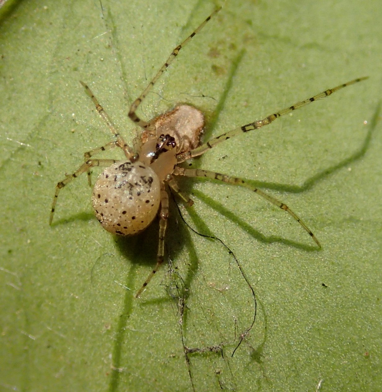 Theridiidae: Platnickina nigropunctata - Motta di Livenza (TV)